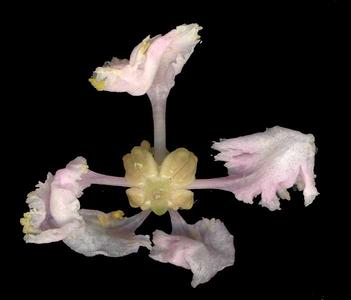 Back of a flower of Malpighia glabra