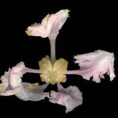 Back of a flower of Malpighia glabra
