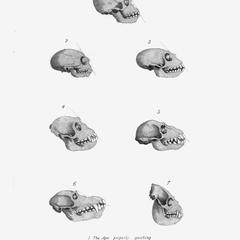Comparative View of Crania of Monkeys and of the Declination of the Facial Line : 1-The Apes properly speaking; 2-The Sapajous : 3-The Guenons; 4-The Macaques; 5-The Magots; 6-The Mandrills; 7-The Howlers