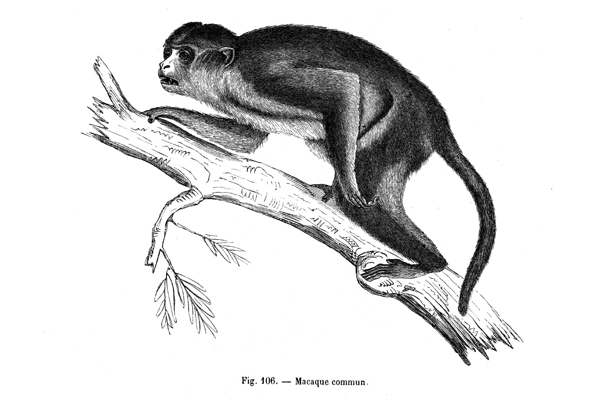 Macaque commun