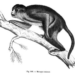 Macaque commun