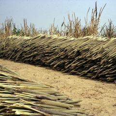 Cut, Stacked Millet Before Transfer to Granary, Dan Gado  (Northern Maradi Department)