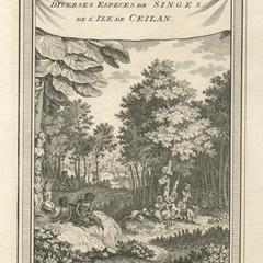 Ceylon Macaques Print