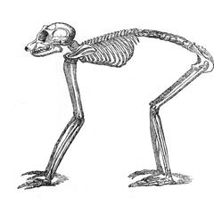 Squelette de loris