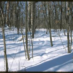 Black cherry saplings in winter in Noe Woods, University of Wisconsin–Madison Arboretum