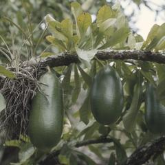 Calabash or "jicaro" fruits (Crescentia), south of El Progreso