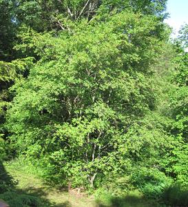 Amelachier - fruiting tree