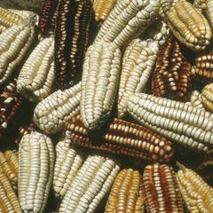 Cultivated corn (Zea mays) in market, Urutomba