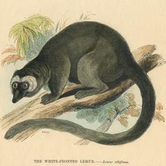 The White-Fronted Lemur