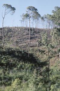 Burned-over pine forest, Sierra de Manantlán