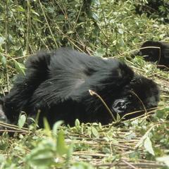 Gorilla beringei beringei