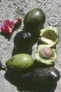 Avocado from small-fruited strain