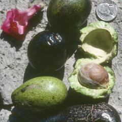 Avocado from small-fruited strain