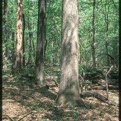 White oak, black oak, and dead tree; Gallistel Woods, University of Wisconsin–Madison Arboretum