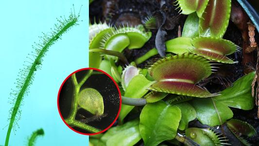 Insect traps of venus fly trap, bladderwort and of sundew