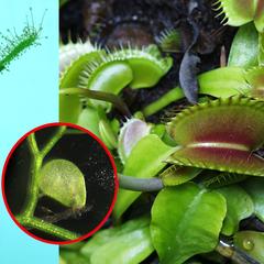 Insect traps of venus fly trap, bladderwort and of sundew