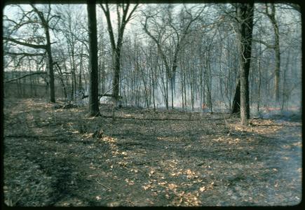 Burn management in a deciduous forest