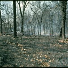 Burn management in a deciduous forest
