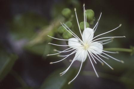 Capparis quiriguensis, Sierra de Manantlán