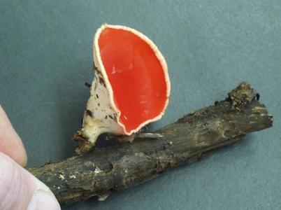 Fruiting body of scarlet cup