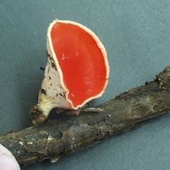 Fruiting body of scarlet cup