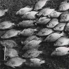 Fish kill by over-oxygenation