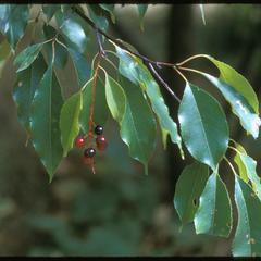 Black cherry leaves and fruit, Grady Tract, University of Wisconsin–Madison Arboretum