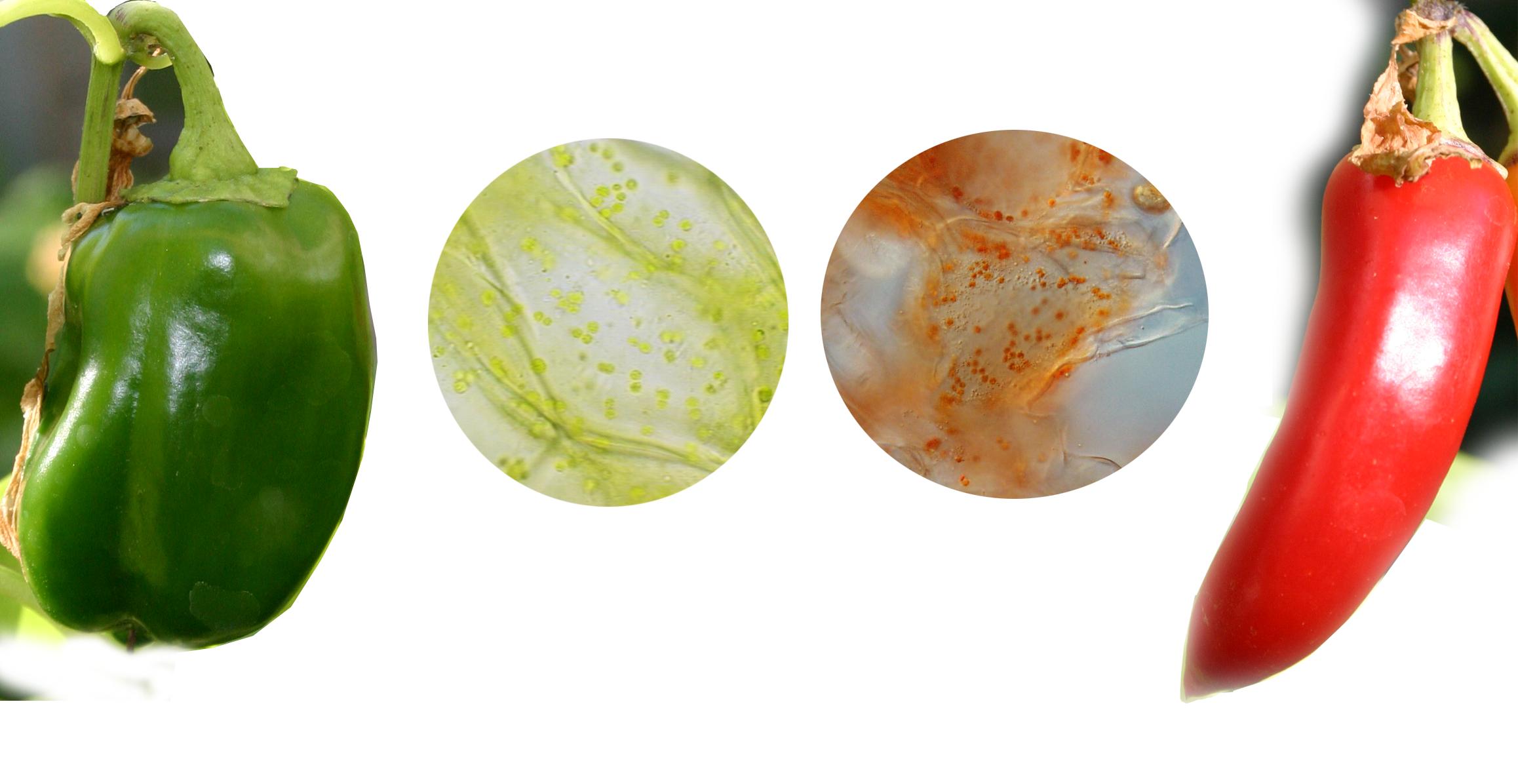 Composite two views of plant tissues : Allamanda flower and a red pepper fruit with photomicrographs of each showing chromoplasts