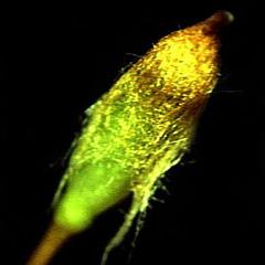 Moss sporangium with attached calyptra