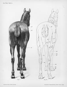 Das Pferd, Tafel 11