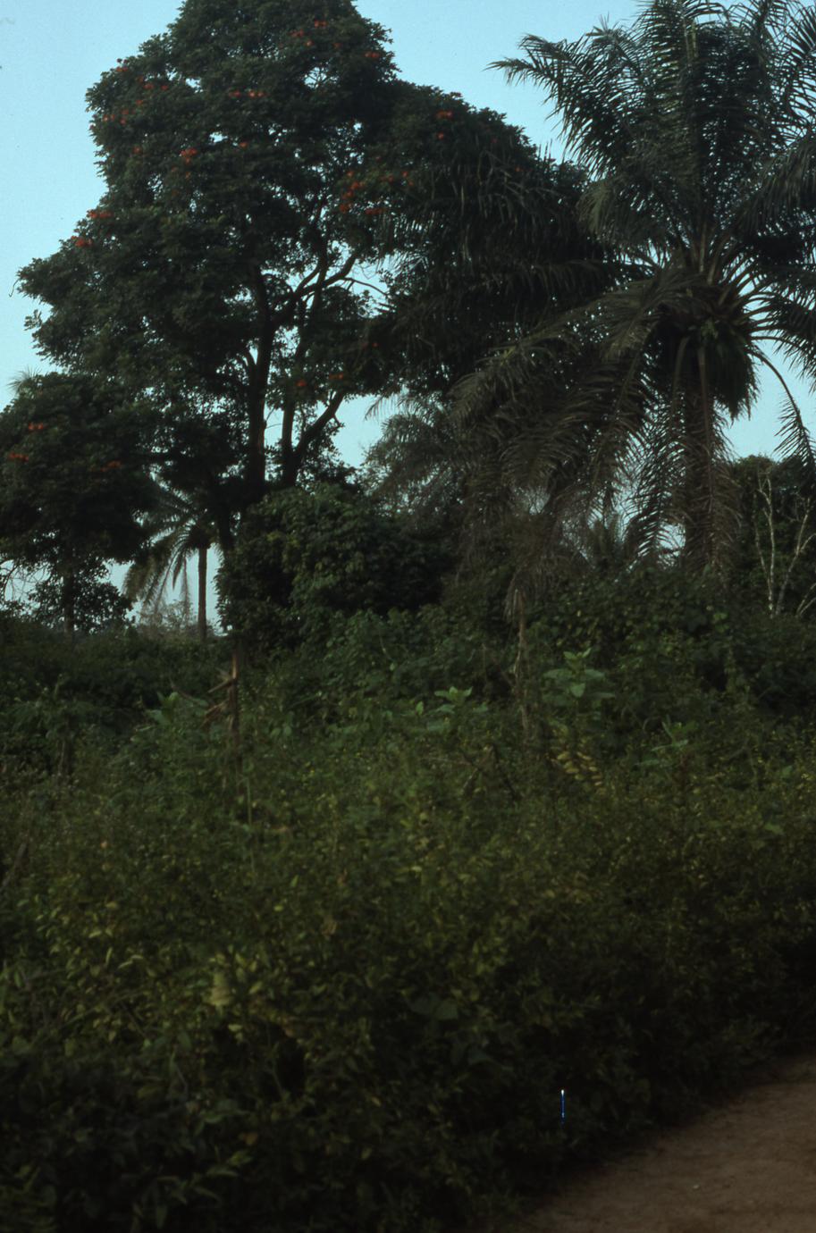 Trees and vegetation in Oshogbo
