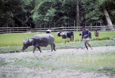 Plowing paddy and planting