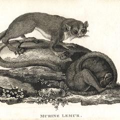 Murine Lemur