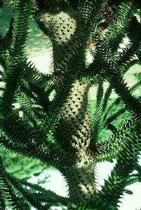 Araucaria araucana trunk