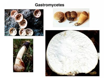 Composite of fruiting bodies of various Gastromycetes