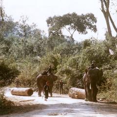 Two elephants pull logs to a sawmill in Houa Khong Province