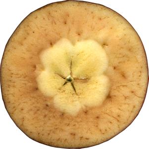 Cross section of an apple where the tissue derived from the hypanthium is discolored