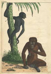 Ape Print