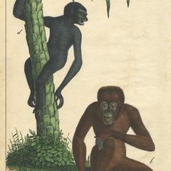 Ape Print