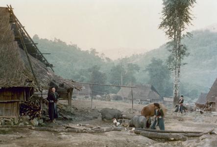 White Hmong woman feeding pigs in Houa Khong Province
