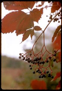 Woodbine with berries in fall, Cherokee Marsh