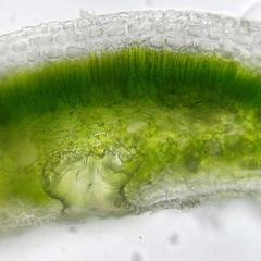 Fresh cross section of a leaf of Nerium oleander - view of leaf margin and stomatal crypt