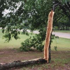 Mauston tornado