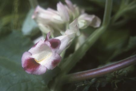 Flower of a Martynia species, Río Naranjo