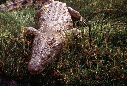 Crocodile near the Nile River in Murchison Falls Park
