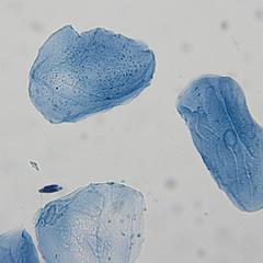 Mitochondria in human cheek cells