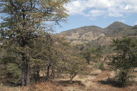 Dry forest north of Chiquimula
