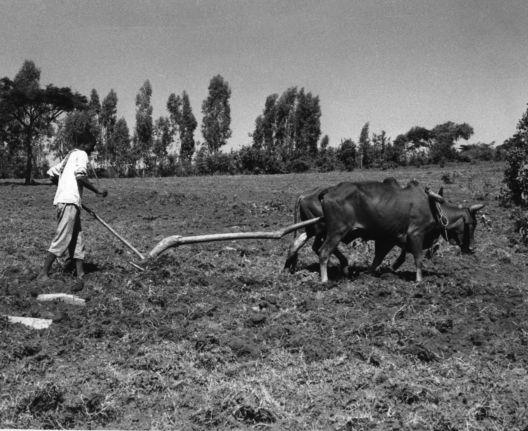 Plowing Field with Oxen
