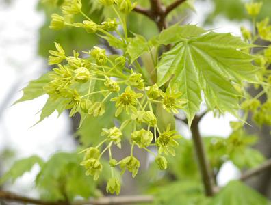 Complete flowers of Norway maple
