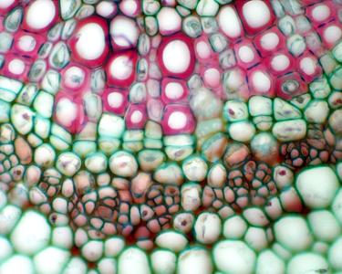 Detail of xylem and phloem of midrib in cross section of a leaf of Nerium oleander